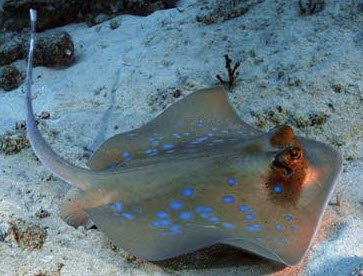 Dasyatis marmorata_04